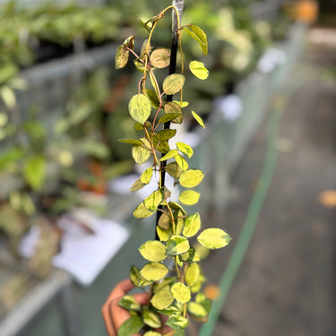 Hoya Lacunosa Minara