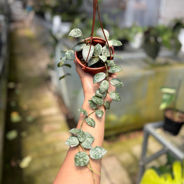Hoya Lacunosa Silver Lime