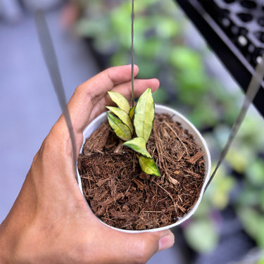 Hoya Lacunosa Souma Splash Variegated
