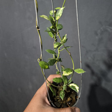 Hoya Lacunosa Sp Cianjur