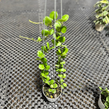 Hoya Lacunosa aceh
