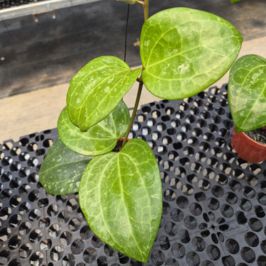 Hoya Latifolia Black Chrome