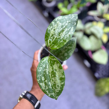 Hoya Latifolia Cianjur