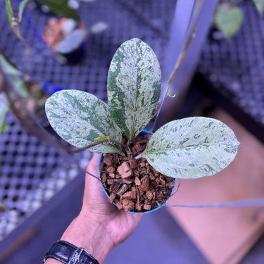 Hoya Michelle