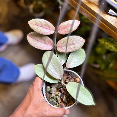 Hoya Moon Blush