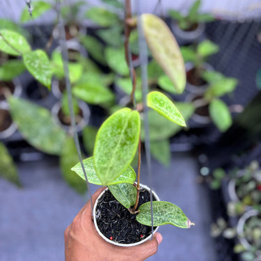 Hoya Pottsii Silver