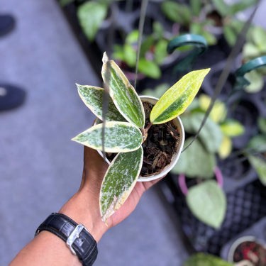 Hoya Rangsang Albomarginata