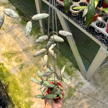 Hoya Sigillatis Silver Pink