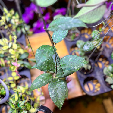 Hoya Sp Aceh Green Gem