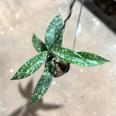 Hoya Sp Aceh Lover Tears