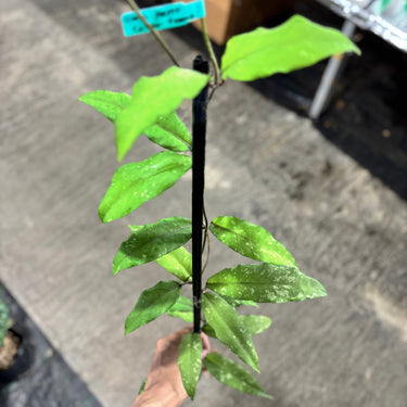 Hoya Sp Aceh Ume Panu Lover Tears