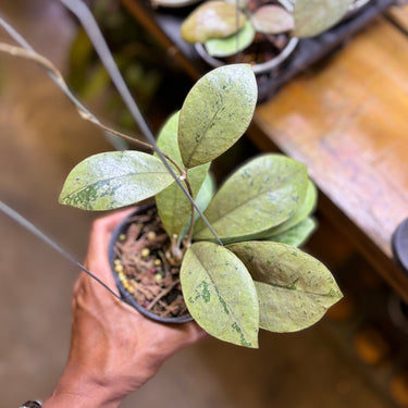 Hoya Sp Kalbar Silver