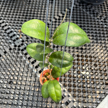 Hoya Sp Sukabumi Turtle