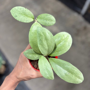 Hoya Sp Waroc Silver