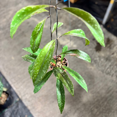 Hoya Sulawesiana x Clemensiorum Borneo
