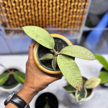 Hoya Sultan Aceh