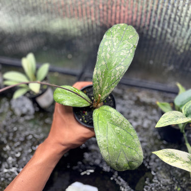 Hoya Tanggamus Splash