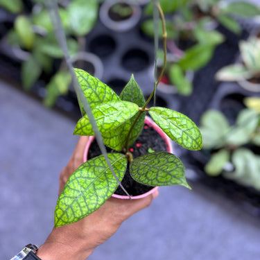 Hoya Tortoise Sp Sumatra