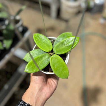 Hoya Vangviengiensis