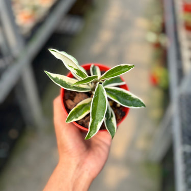 Hoya Wayetii Albomarginata