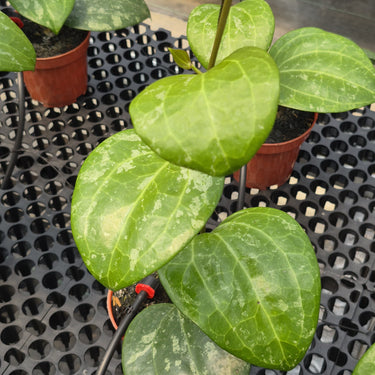 Hoya Latifolia Black Chrome