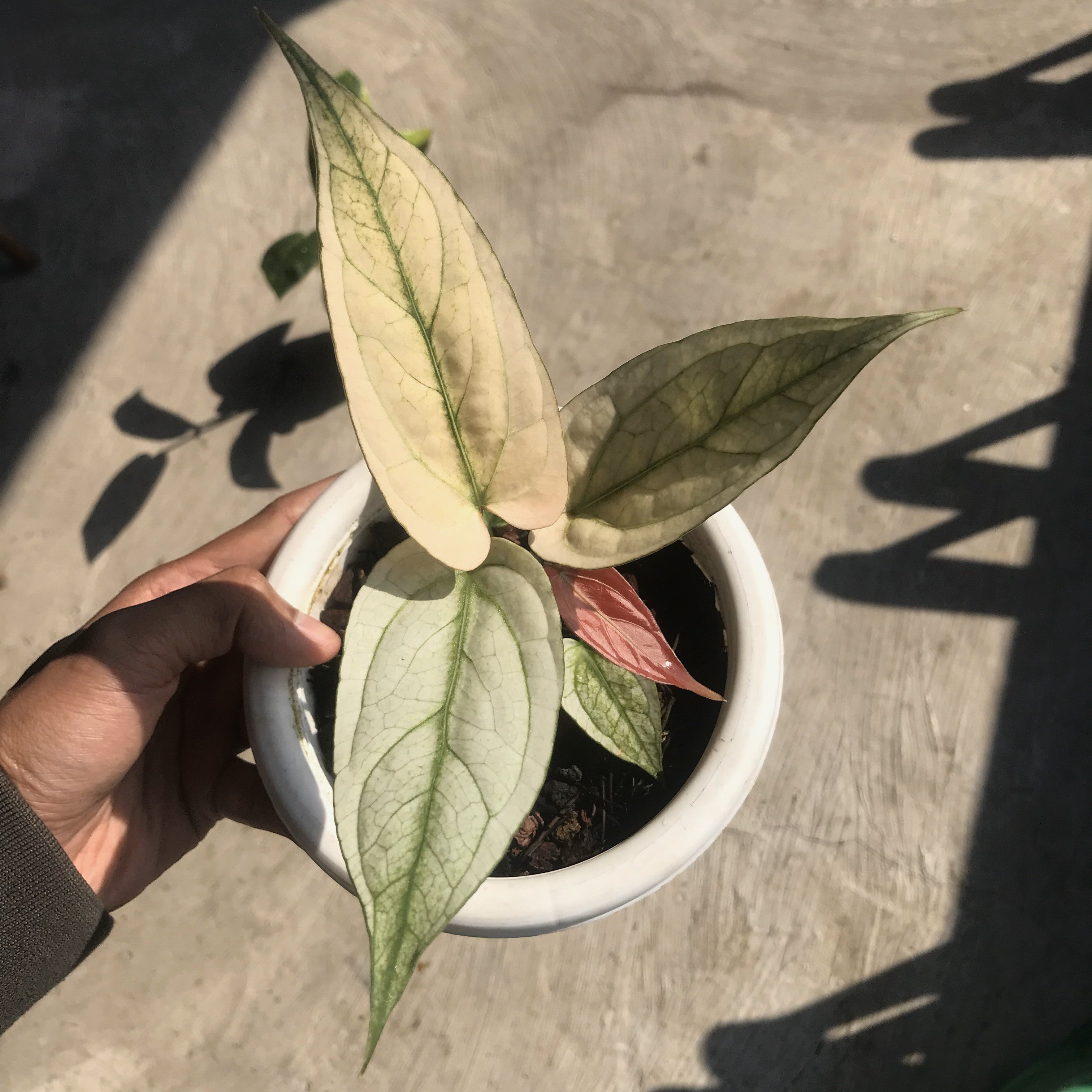 anthurium silver blush mature Anthurium silver blush white mint variegated