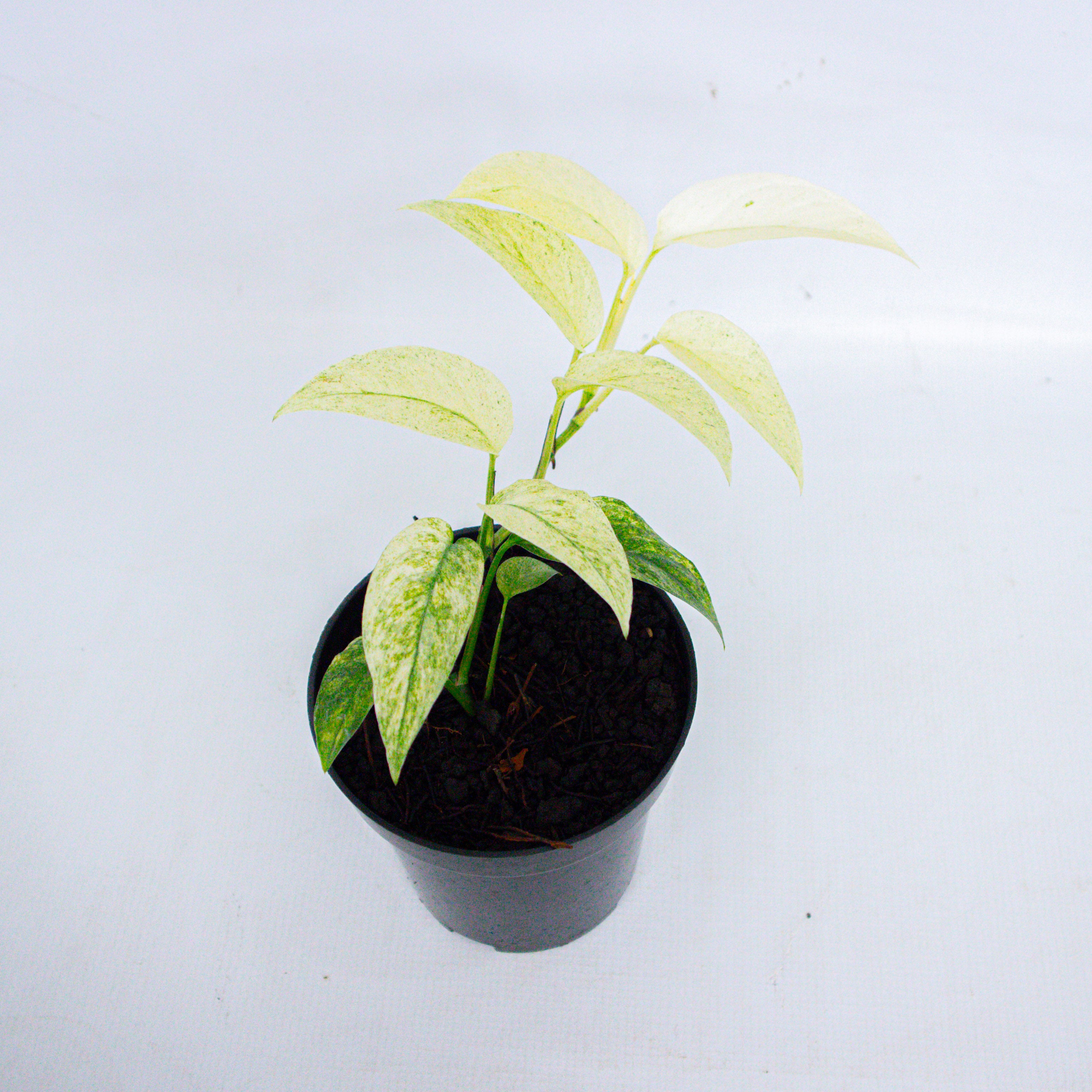 monstera laniata variegated Monstera laniata Mint variegated *Preorder* (7160P:G)