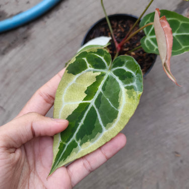 Anthurium Mojang Variegated