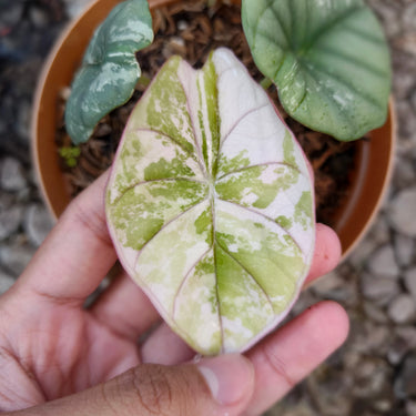 Alocasia Nebula Variegated