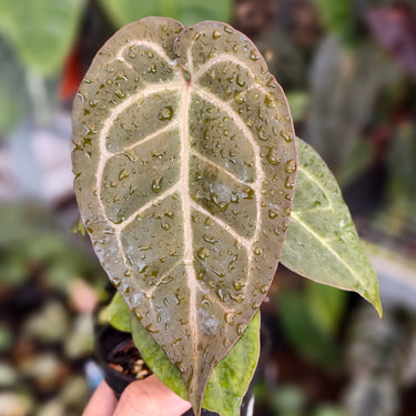 Anthurium Angela Black widow X Red Legacy