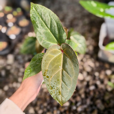 Anthurium Angela Black widow X Red Legacy