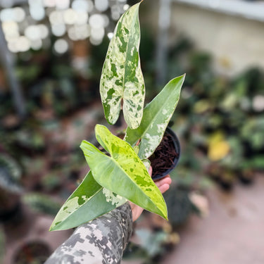Philodendron ilsemanii variegated