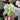 Monstera Bulbasaur