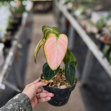 Philodendron Melano Pink