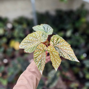 Begonia Snow Capped