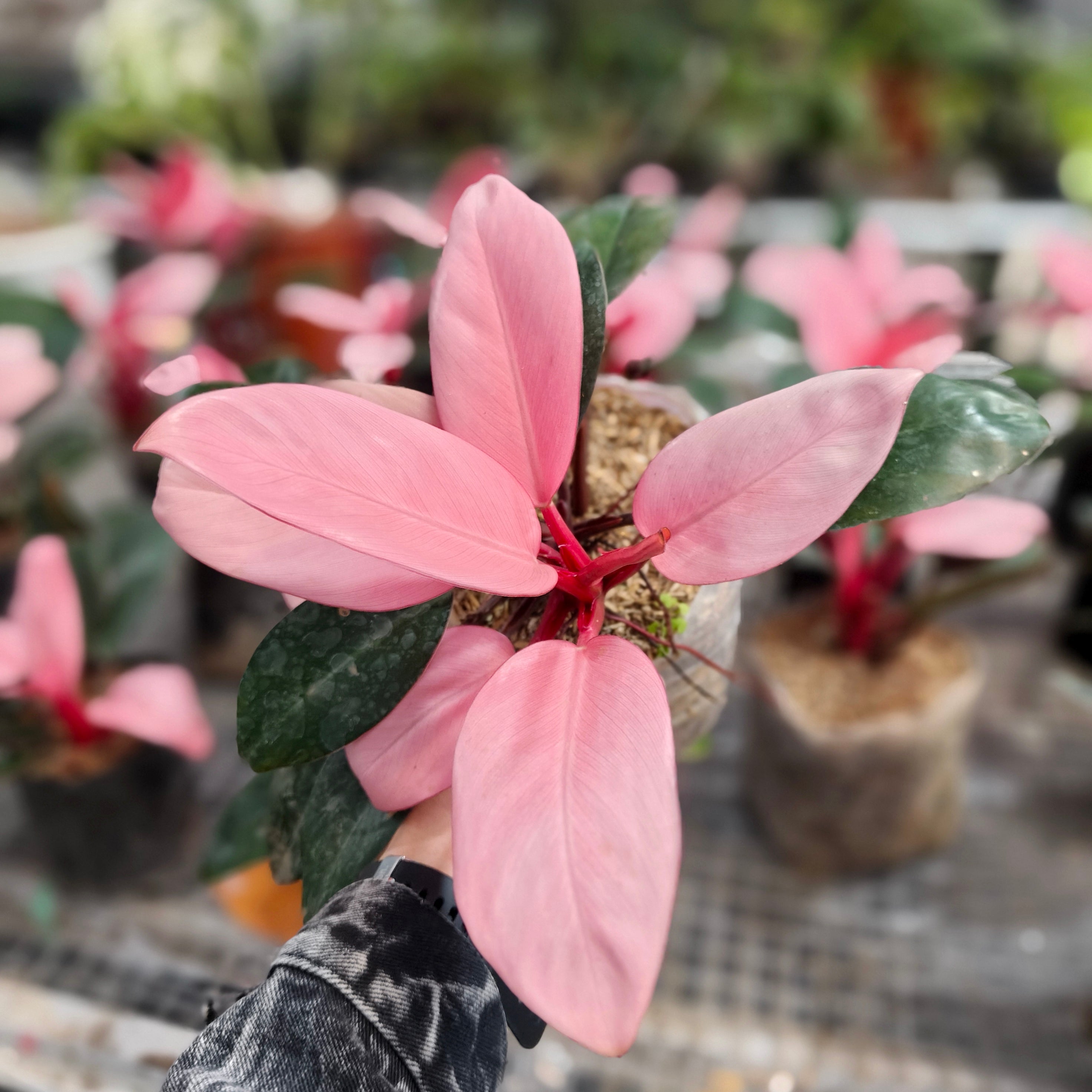 buy pink congo philodendron Philodendron Pink Congo