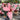 Philodendron Pink Congo
