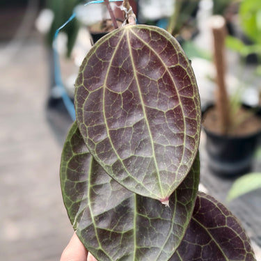 Hoya Macrophylla Red