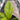 Anthurium jenmanii variegated - Plantstop.us