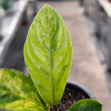 Anthurium jenmanii variegated - Plantstop.us