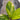 Anthurium jenmanii variegated - Plantstop.us