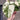 Philodendron Gloriosum Tricolor Variegated