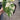 Philodendron Gloriosum Tricolor Variegated