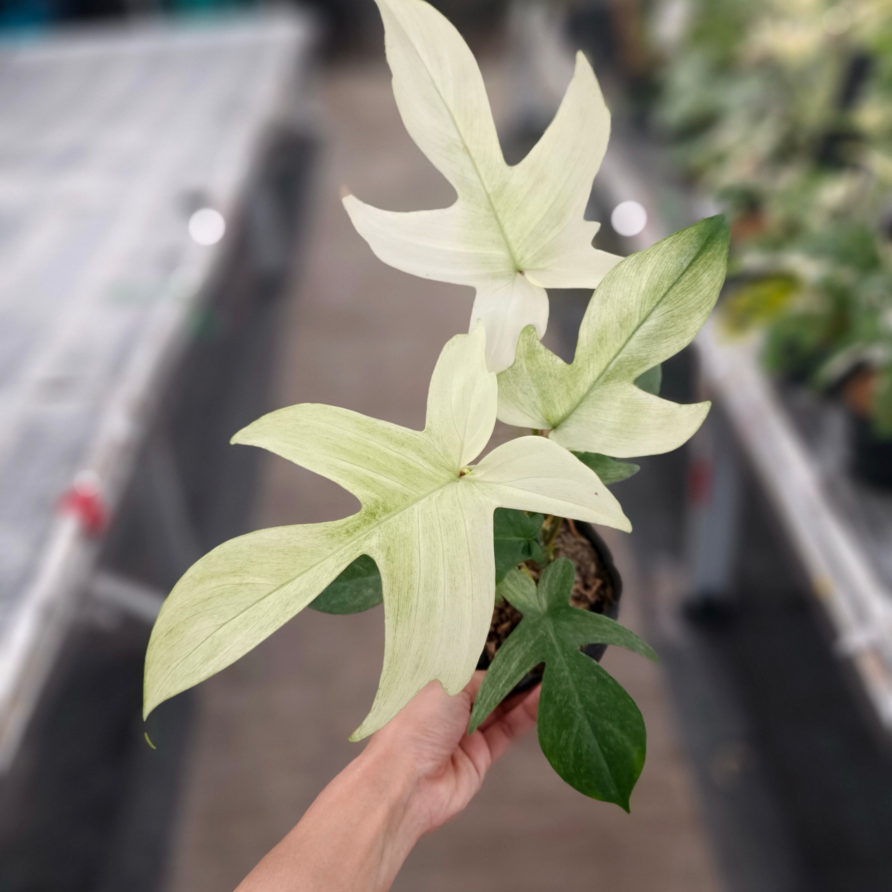 philodendron florida ghost Philodendron Florida Ghost