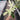 Philodendron Florida Ghost - Medium size