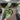 Syngonium green splash