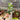 Scindapsus Snake scale