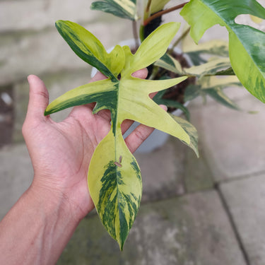 Philodendron florida beauty
