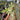 Philodendron Florida Ghost