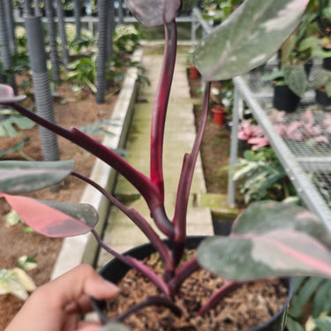 Philodendron Pink Princess Marble